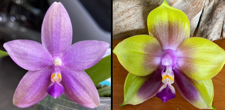 Phalaenopsis Smiley Bluebird x Mituo Princess, Seed Grown