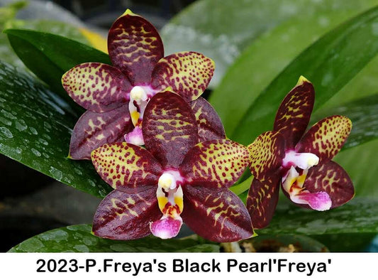 Phalaenopsis Frey'as Black Pearl 'Freya'