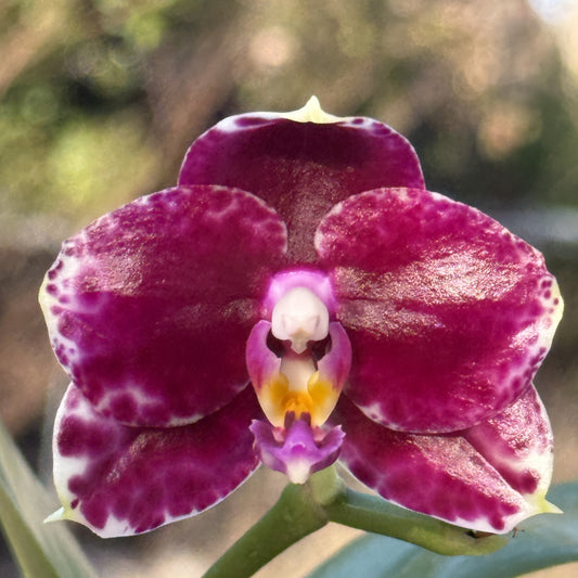 Phalaenopsis Mituo Diamond 'White Python' 260218 Flowering