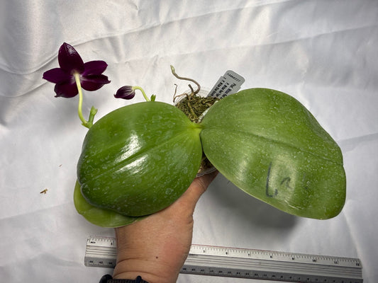 Phalaenopsis Mituo Red Smurfs 260301 Flowering