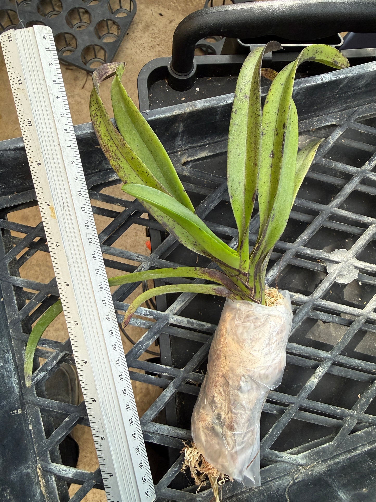 Vandachostylis Pinky 'Violet Queen' AM/AOS