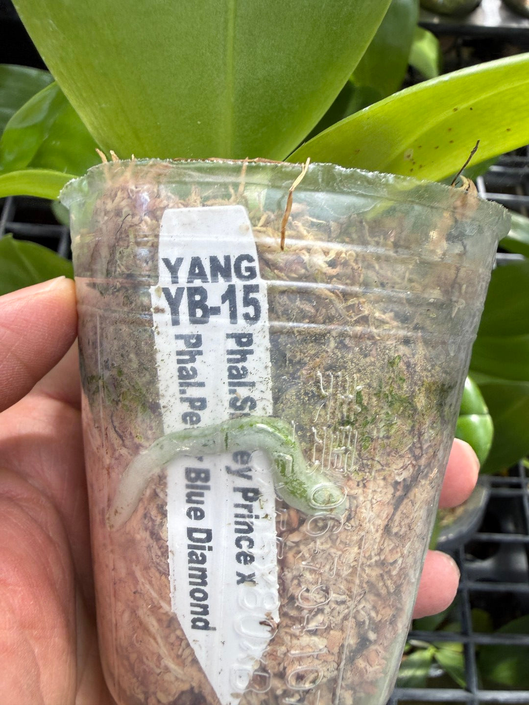 Phalaenopsis (Ho's Kuangfong Glory-Mambo) x Phal Yaphon Golden Waltz 'Clone'