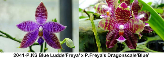 Phalaenopsis KS Blue Ludde x Freya's Dragonscale
