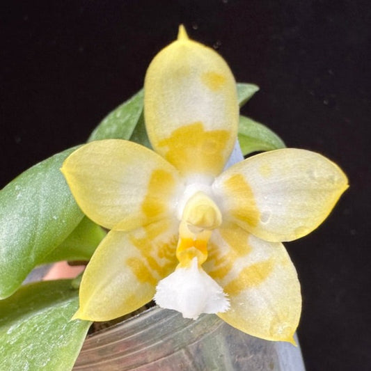 Phalaenopsis Mainshow Golden 240404 Flowering