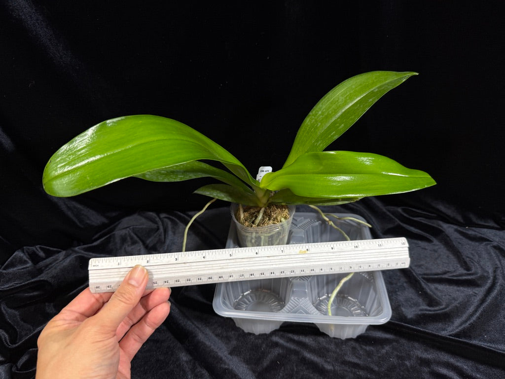 Phalaenopsis hieroglyphica x sib, Seedling, QM-429