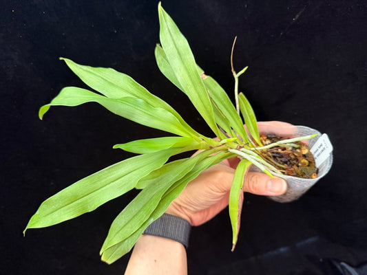 Angraecum calceolus