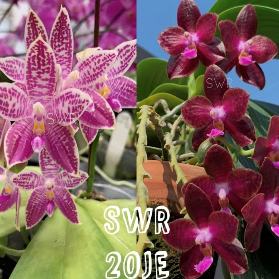 Phalaenopsis SWR Wild Champagne x SWR Gigan Cherry - Seedlings