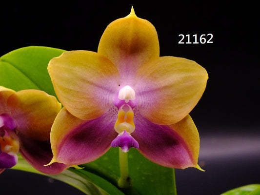 Phalaenopsis Freya's Blue Hawaii 21162 Flowering Seed Grown 2 spikes