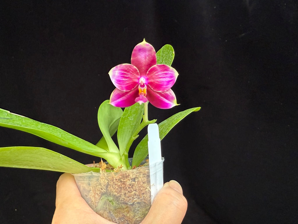 Phalaenopsis Mituo Purple Tiger 'Red Lotus' 250416 Flowering