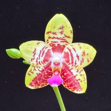 Phalaenopsis Orchid World 'Bonnie Vasquez' 240211 Flowering