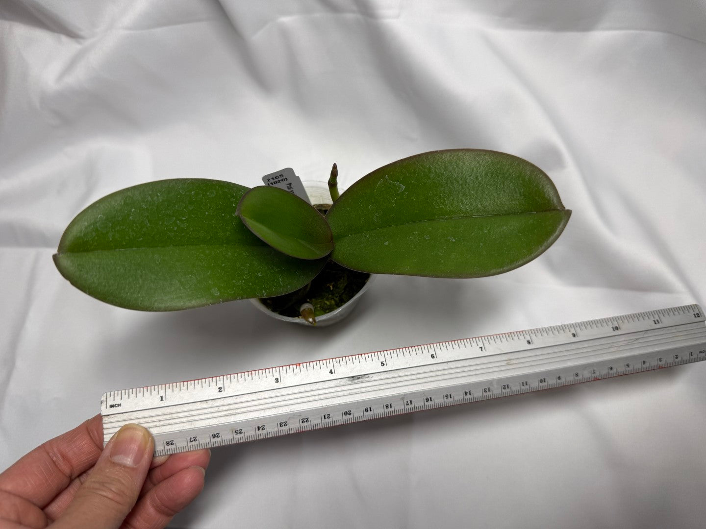 Phalaenopsis amabilis 'alba' x self - Seed Grown Spiking