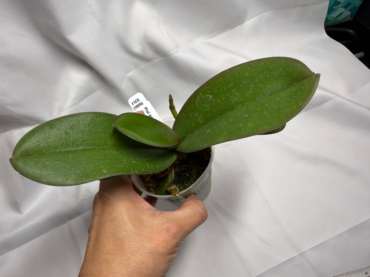 Phalaenopsis amabilis 'alba' x self - Seed Grown Spiking