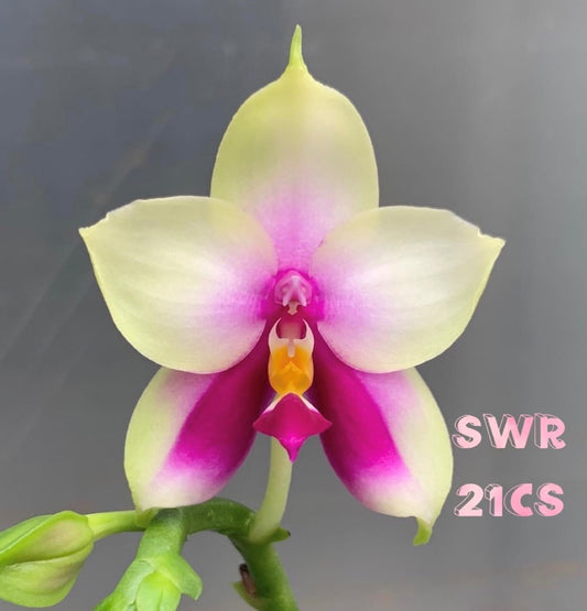 Phalaenopsis bellina 'T-10' x sib - Seed Grown