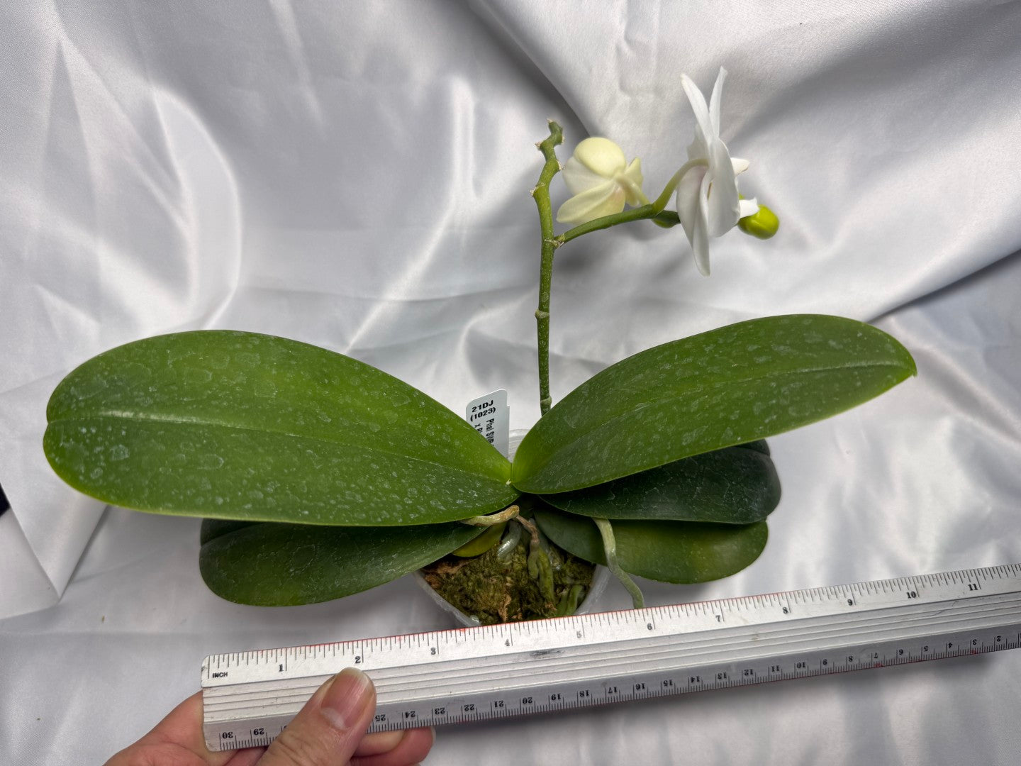 Phalaenopsis SWR Snowflake x amabilis f. alba 260311 Flowering