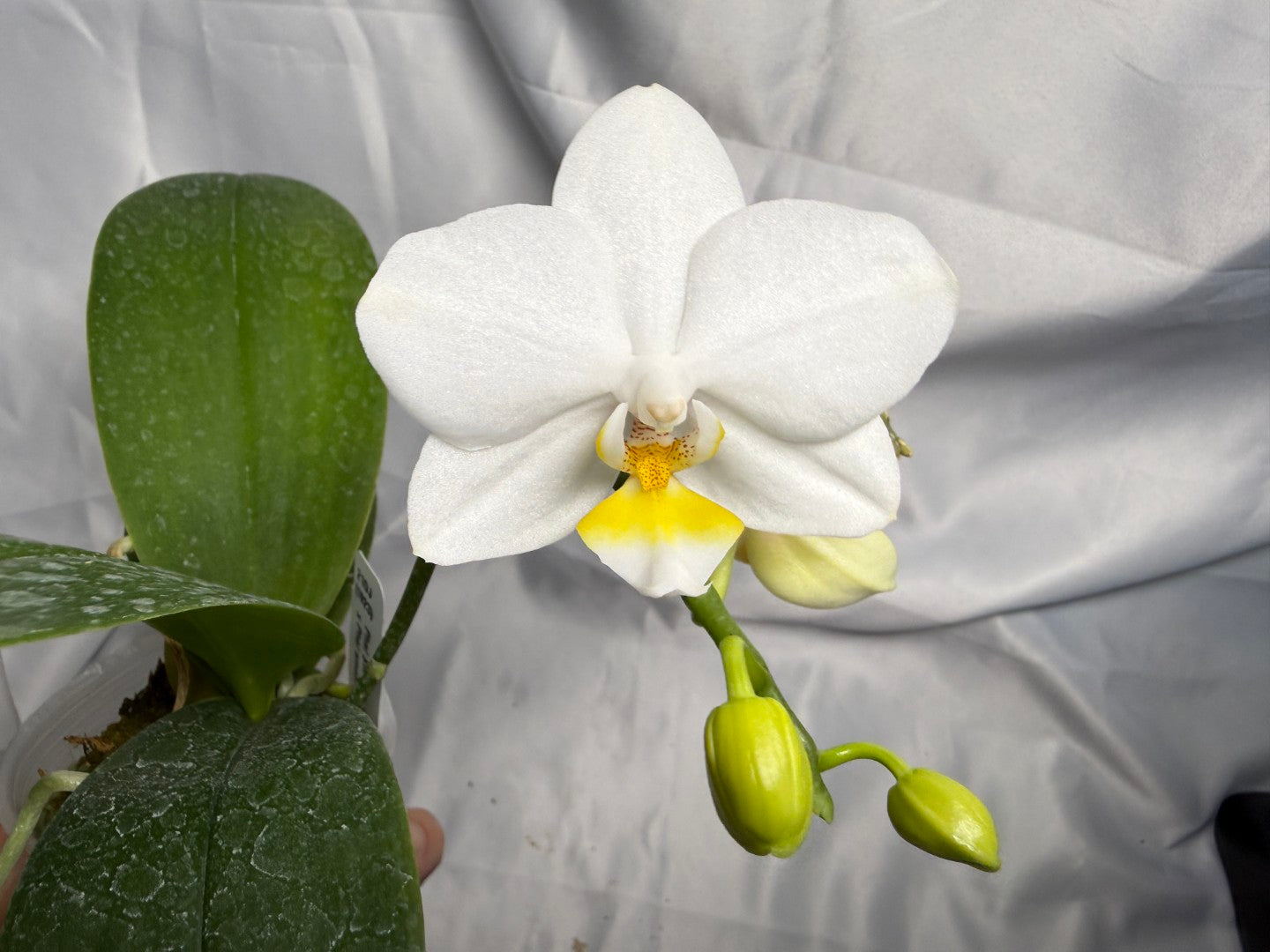 Phalaenopsis SWR Snowflake x amabilis f. alba 260311 Flowering