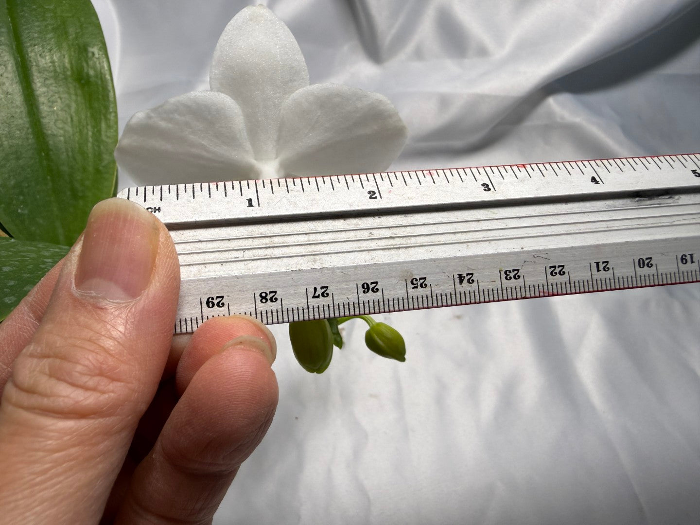 Phalaenopsis SWR Snowflake x amabilis f. alba 260311 Flowering