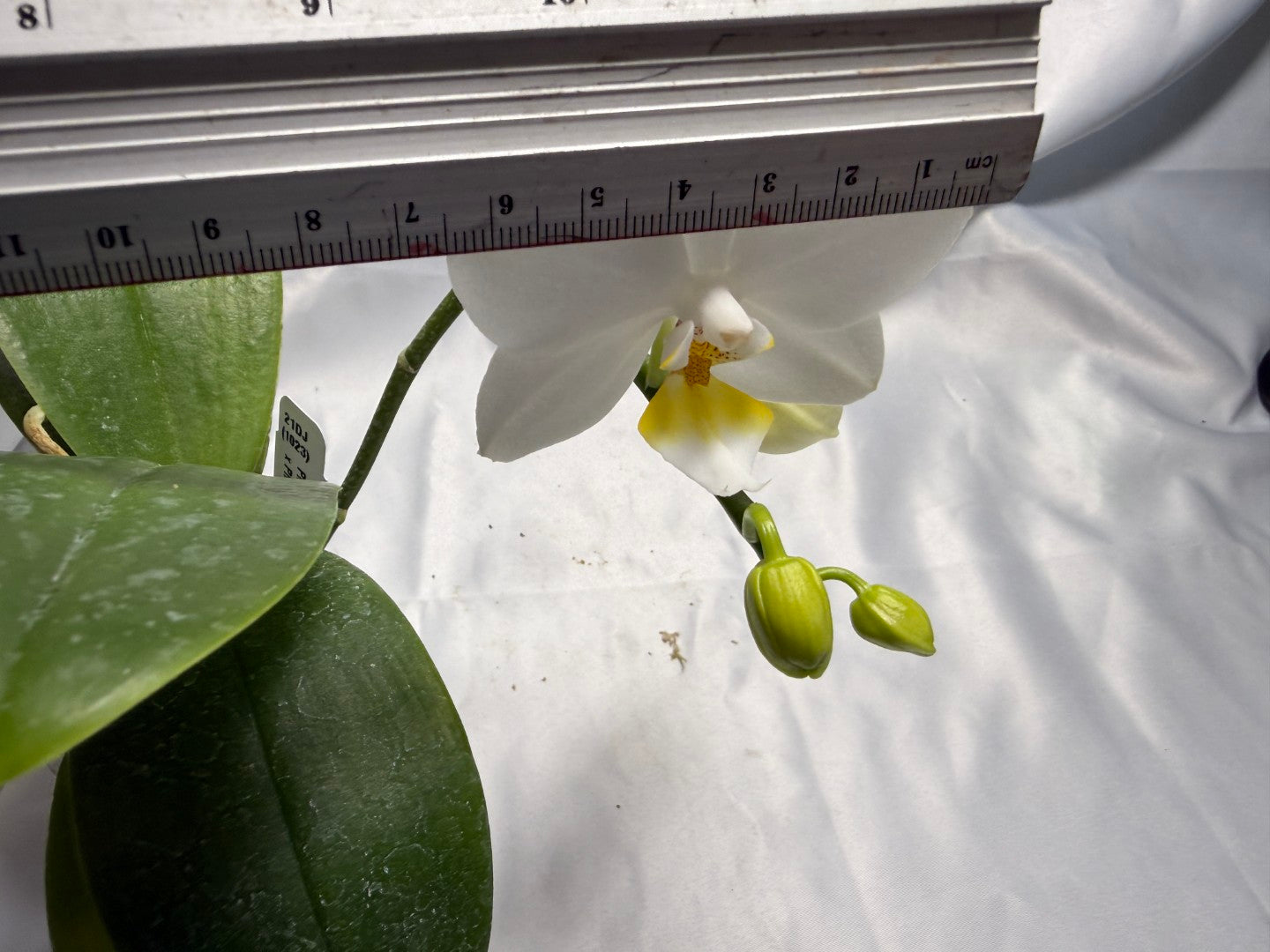 Phalaenopsis SWR Snowflake x amabilis f. alba 260311 Flowering