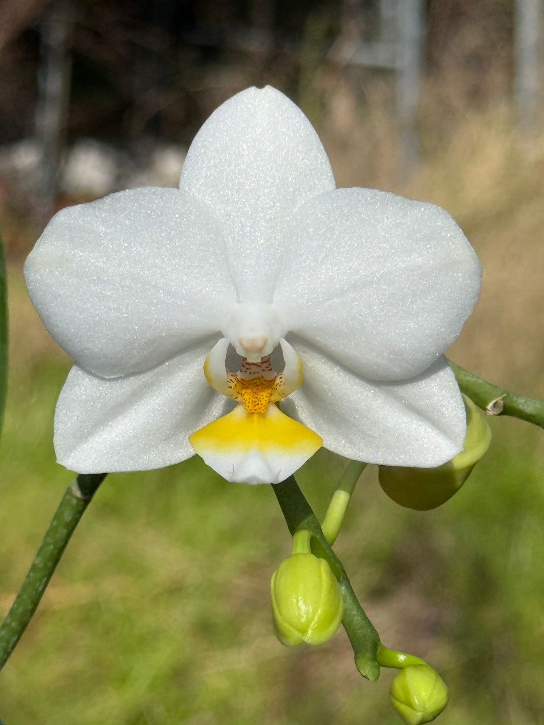 Phalaenopsis SWR Snowflake x amabilis f. alba 260311 Flowering