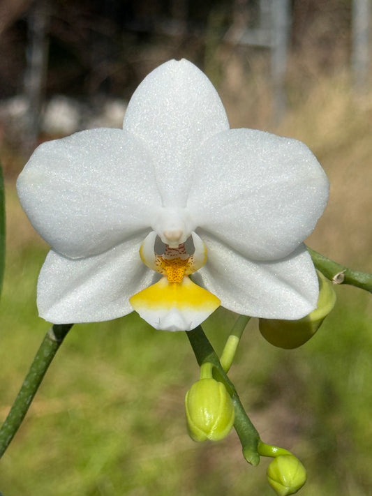 Phalaenopsis SWR Snowflake x amabilis f. alba 260311 Flowering