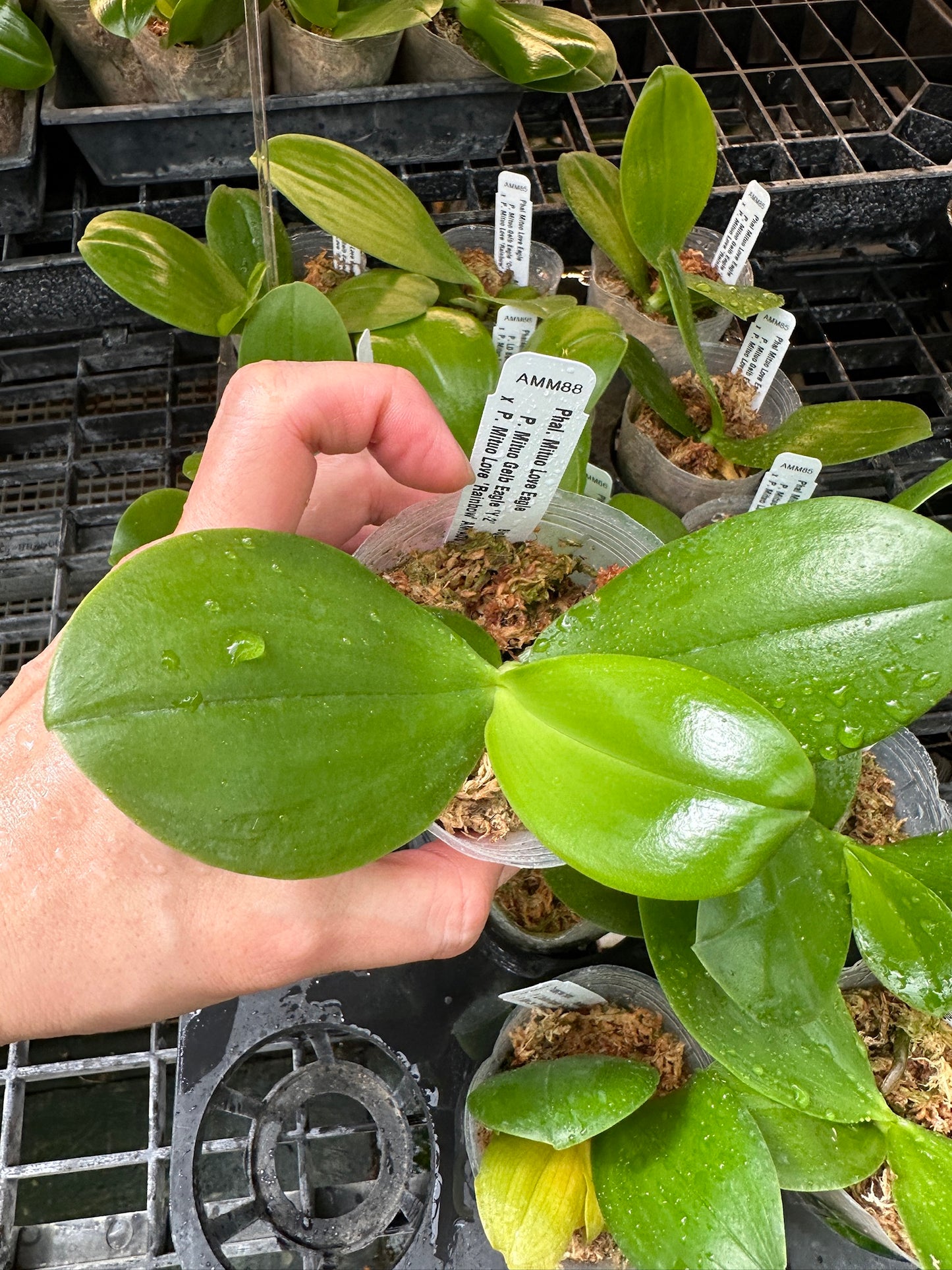 Phalaenopsis Mituo Love Eagle - Seedlings AMM88