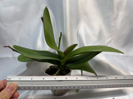 Phalaenopsis amabilis 'alba' x self - Seed Grown 251207 Spiking