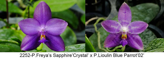 Phalaenopsis Freya's Sapphire x Lioulin Blue Parrot