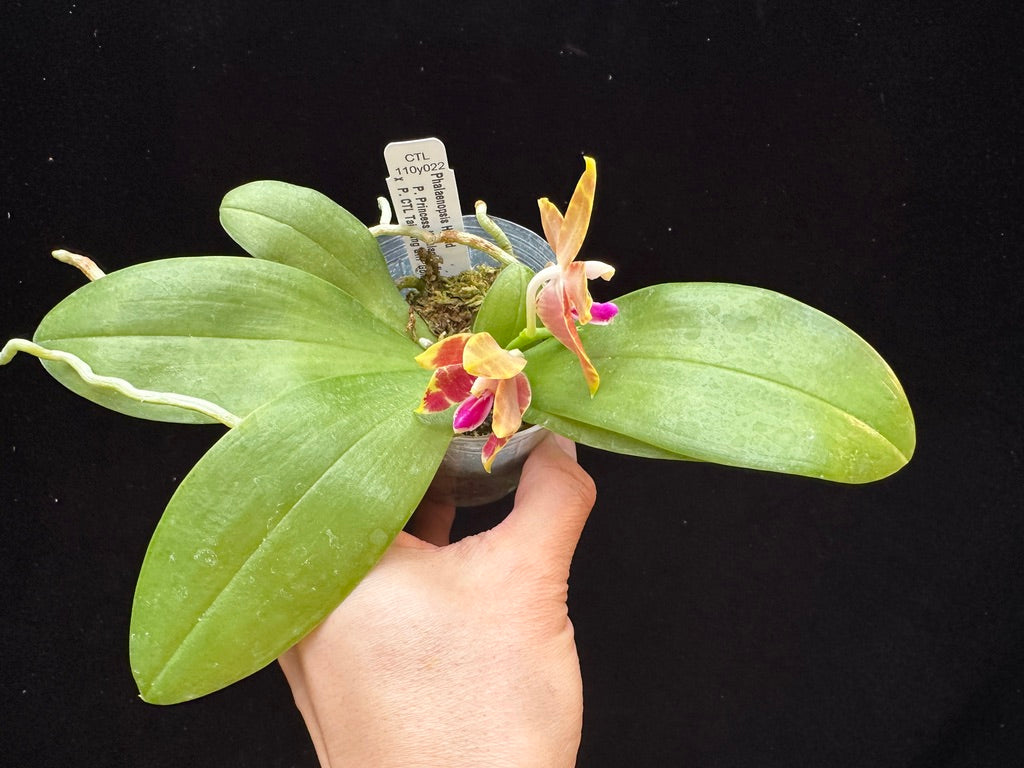 Phalaenopsis (Princess Kaiulani f. flava x CTL Taichung Girl) 240211 Flowering