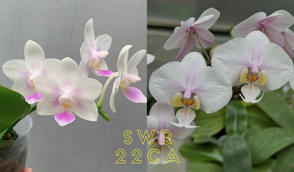 Phalaenopsis SWR Snowflake x SWR Orient Empress - Seed Grown