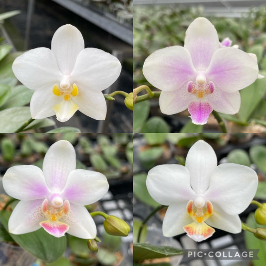 Phalaenopsis SWR Snowflake x SWR Orient Empress - Seed Grown