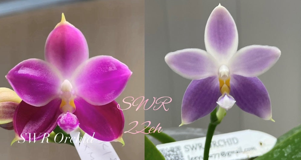 Phalaenopsis Germaine Vincent ('M619' x 'Blue') - Seed Grown