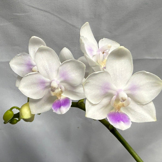 Phalaenopsis Su's Little Mermaid - Seed Grown 260626 Flowering