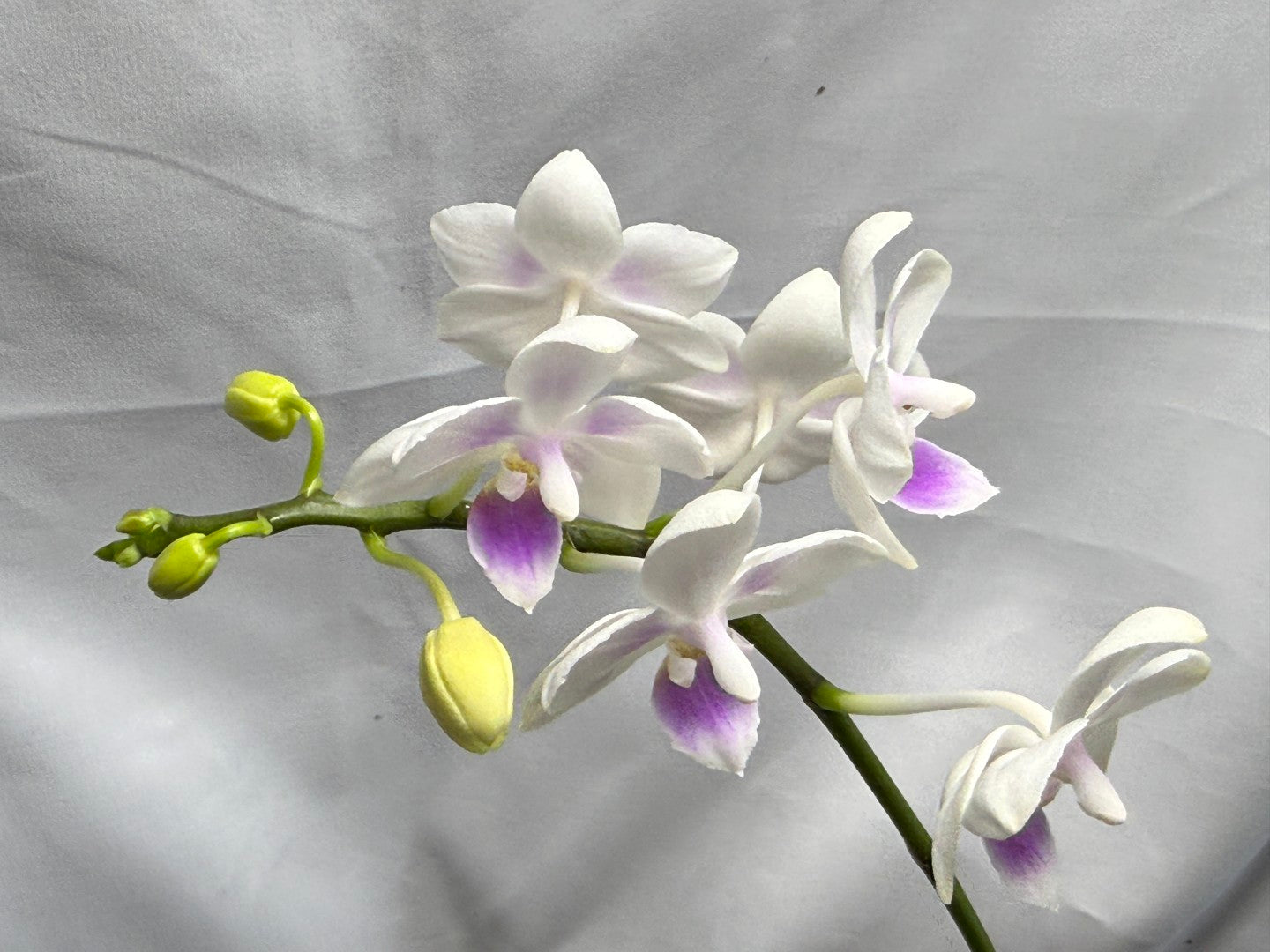 Phalaenopsis Su's Little Mermaid - Seed Grown 260626 Flowering