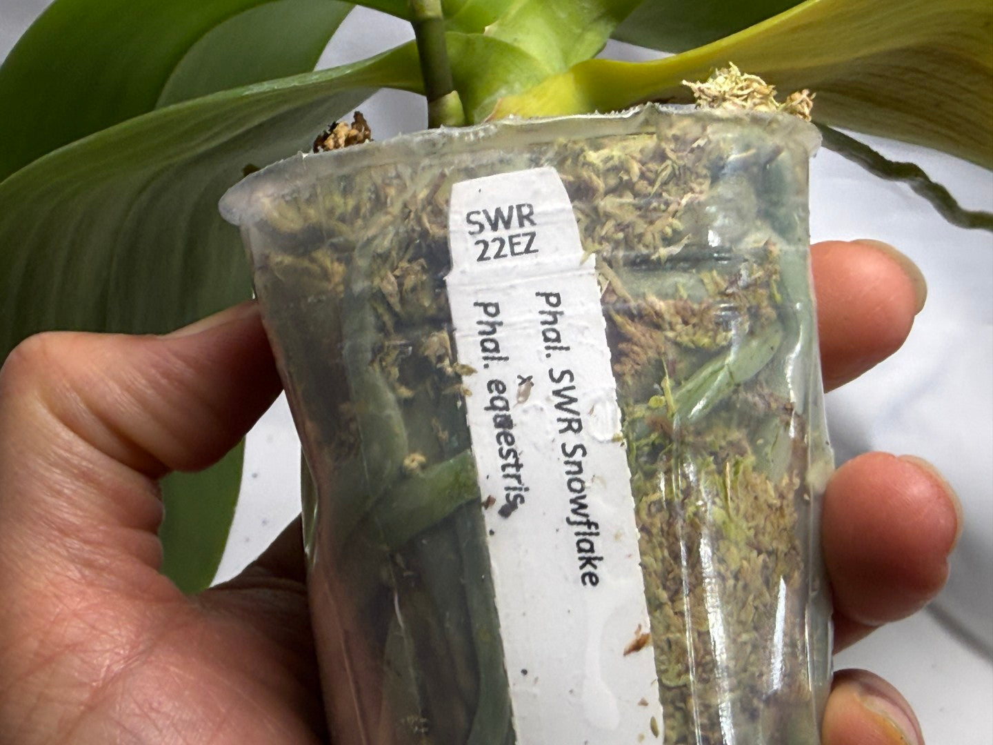 Phalaenopsis Su's Little Mermaid - Seed Grown 260626 Flowering