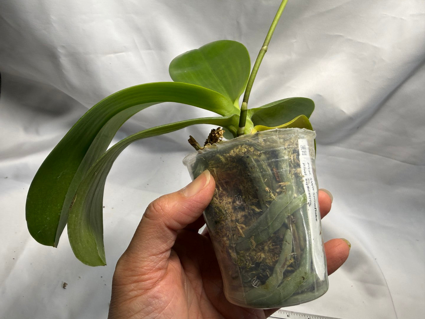 Phalaenopsis Su's Little Mermaid - Seed Grown 260626 Flowering