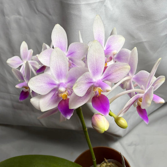 A potted Phalaenopsis orchid with multiple light purple and white flowers, some with yellow centers and a few buds, set against a wrinkled light gray fabric backdrop.