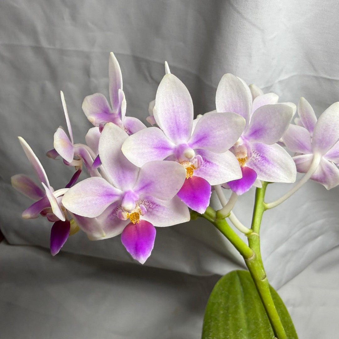 A cluster of white and light purple Phalaenopsis orchids with green stems and leaves, set against a draped light gray fabric background.