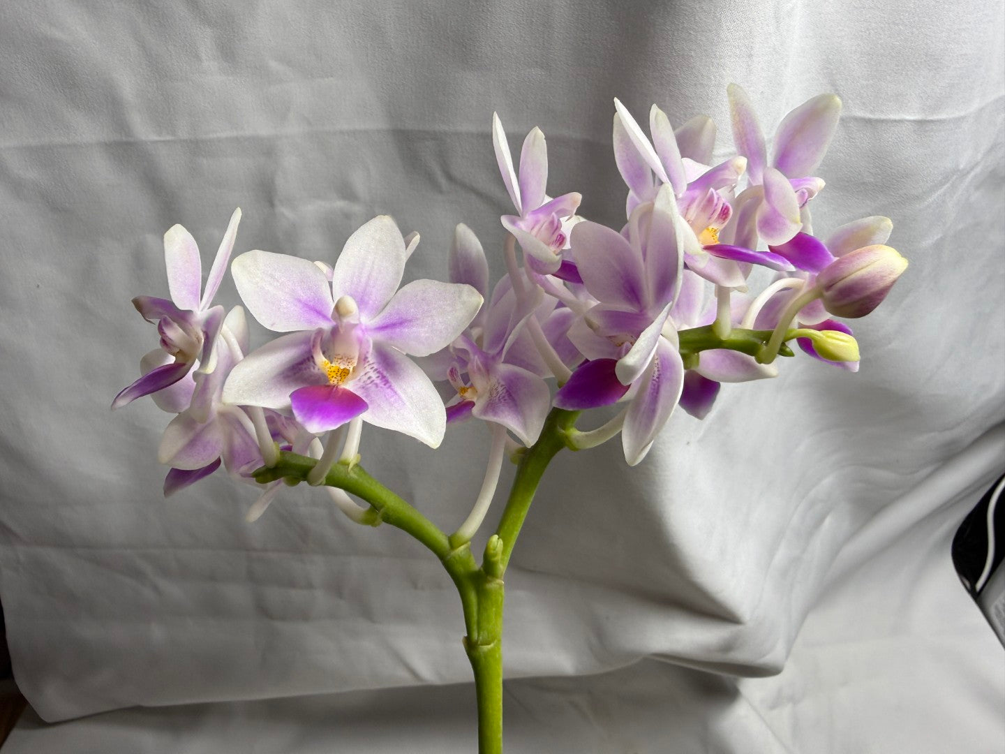 Phalaenopsis Su's Little Mermaid - Seed Grown 260714 Flowering