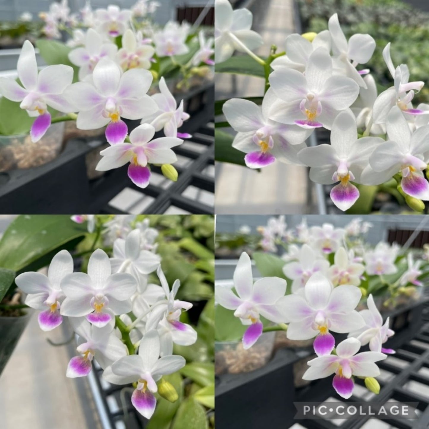 Phalaenopsis Su's Little Mermaid - Seed Grown