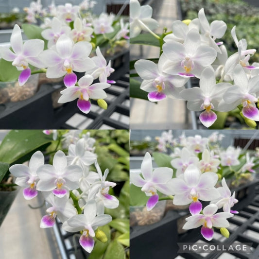 Phalaenopsis Su's Little Mermaid - Seed Grown