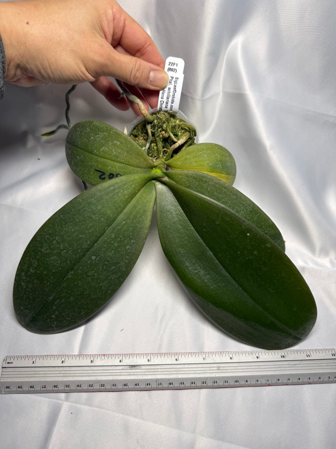 Phalaenopsis SWR Sundog 251124 Spiking