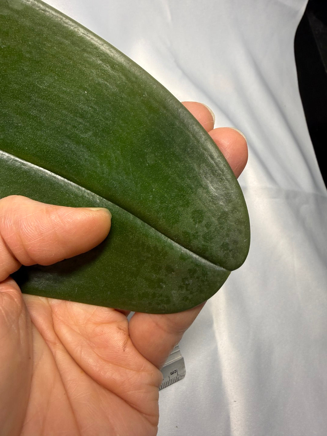 Phalaenopsis SWR Sundog 251124 Spiking