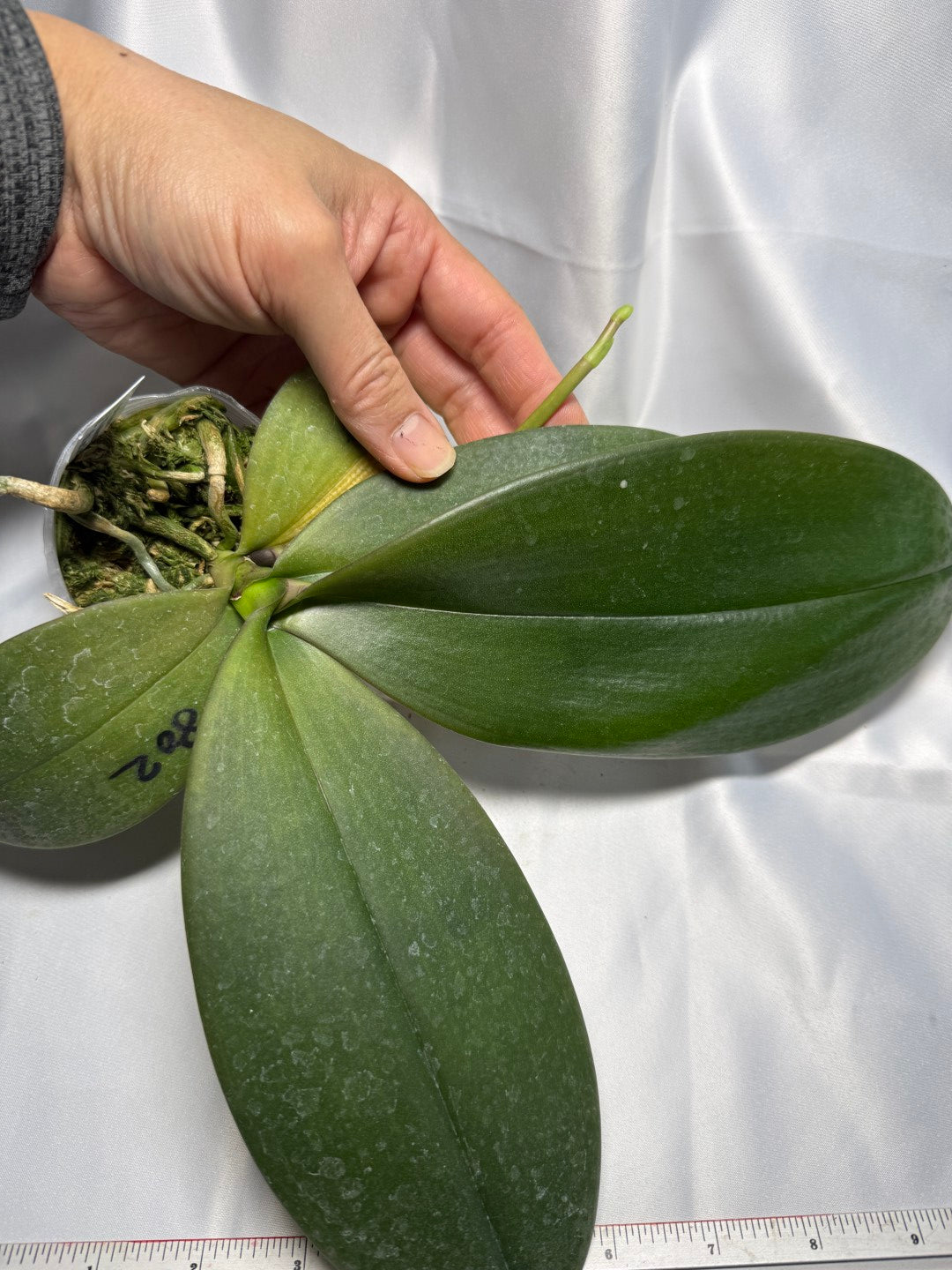 Phalaenopsis SWR Sundog 251124 Spiking