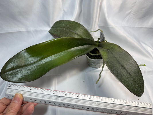 Phalaenopsis SWR Sundog 251207