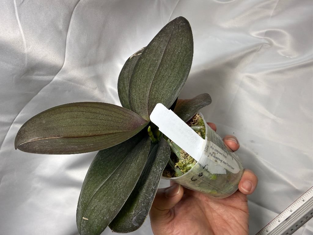 Phalaenopsis Veitchiana - Seed Grown Spiking