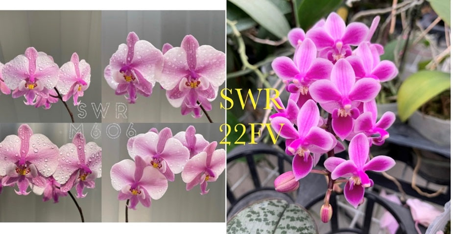 Phalaenopsis Veitchiana - Seed Grown