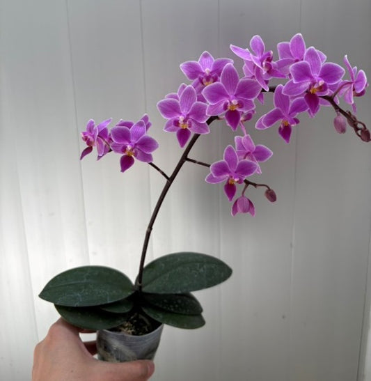 Phalaenopsis Veitchiana - Seed Grown