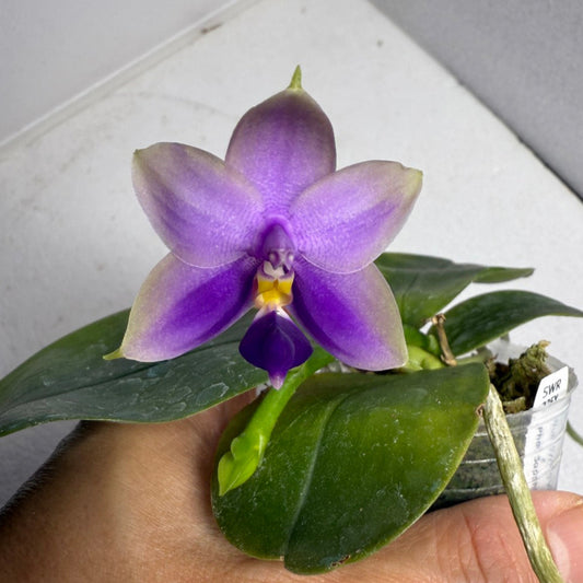 Phalaenopsis SWR GV Bell x Sapphire's Galah 250629 Flowering