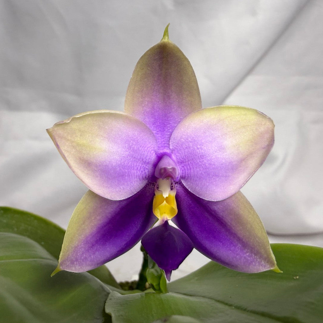 22FY Phalaenopsis SWR GV Bell x Sapphire's Galah 260614 Flowering