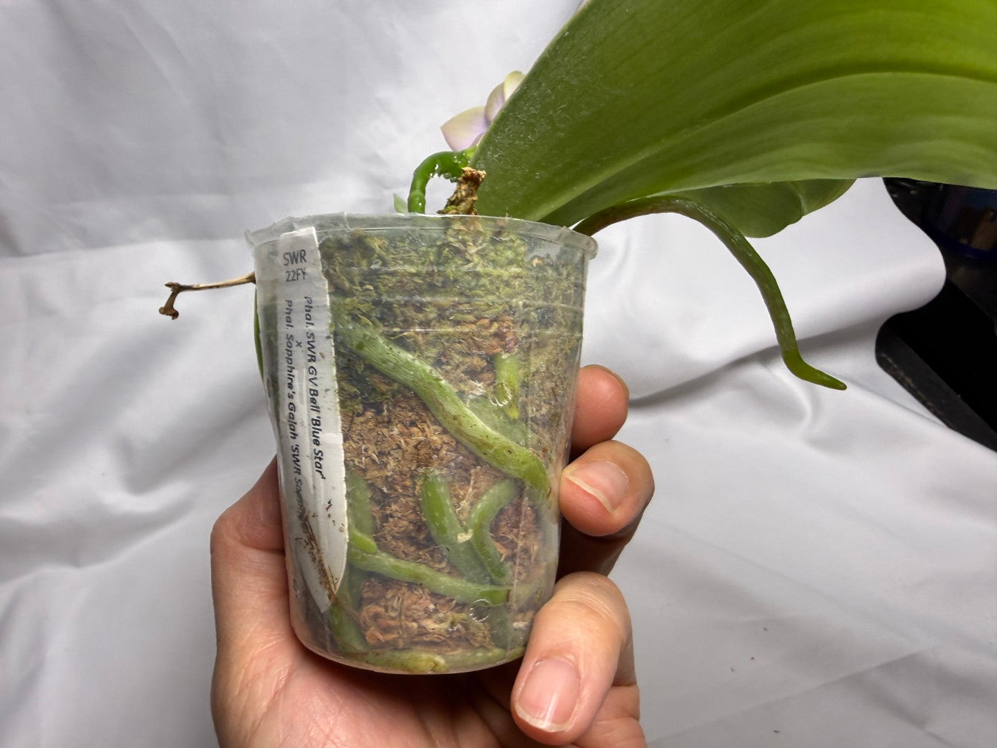 22FY Phalaenopsis SWR GV Bell x Sapphire's Galah 260614 Flowering