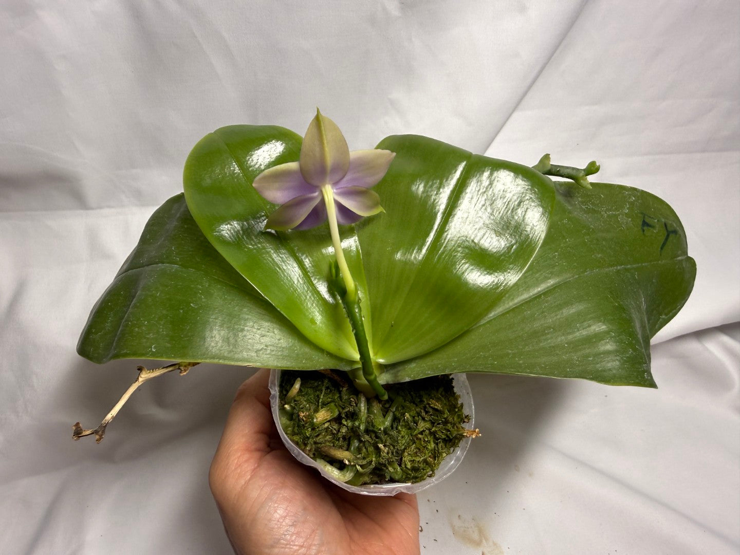 22FY Phalaenopsis SWR GV Bell x Sapphire's Galah 260614 Flowering